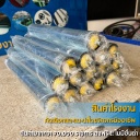 FRS38xL600-S12S-SPL