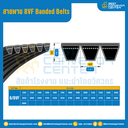 8VF Banded Belts : 6/8VF